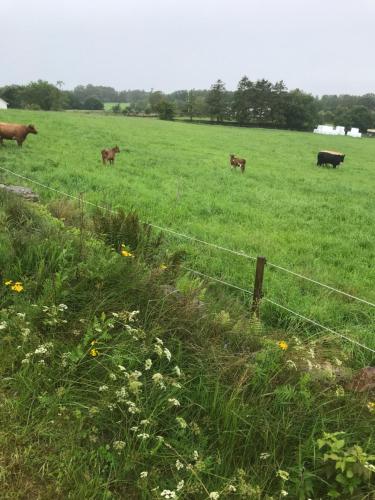 eine Gruppe von Kühen auf einem Feld hinter einem Zaun in der Unterkunft Bo på Kvarnen in Varberg