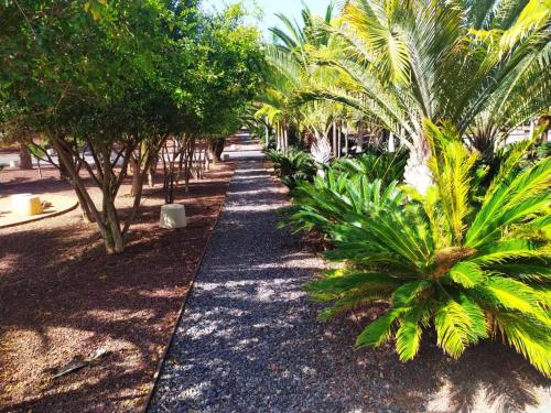 a path lined with palm trees on a beach at Cosy 2 bedroom near sea Costa del Silencio in Costa Del Silencio