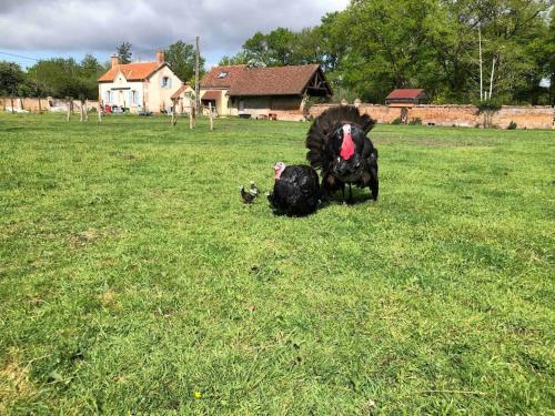 a couple of animals sitting in a field at Maison au milieu des bois et des animaux in Jouy-le-Potier