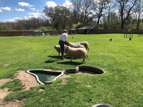 a woman standing with three sheep in a field at Maison au milieu des bois et des animaux in Jouy-le-Potier