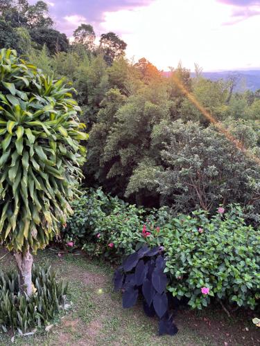 a garden with a bunch of plants and trees at Tierra Mágica eje cafetero in Manizales