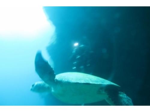 a person is looking at a turtle in an aquarium at Forte "Hachijojima" - Vacation STAY 62466v in Hachijo
