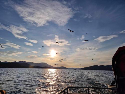 a flock of birds flying over a body of water at Bestefarhuset in Hakkstabben