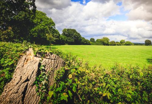 a large field of grass with a tree trunk at Oak Mead in Wrexham