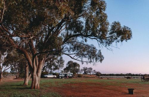 a tree in the middle of a field at Meralda Station in Cobar
