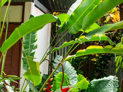 a bunch of green plants in front of a building at Mecca in Puerto Viejo