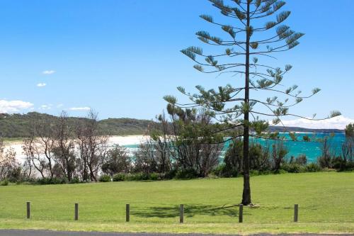 a pine tree in a field next to a fence at Wave Spray in Burrill Lake