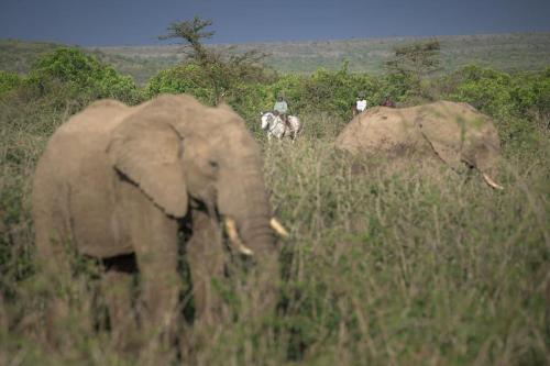 two elephants standing in the tall grass with people on horses at Narasha Homestay - Maasai Mara in Talek