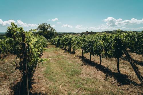 a row of grape vines in a field at Agriturismo Terra Di Dio Toscanizzazione in Capannoli