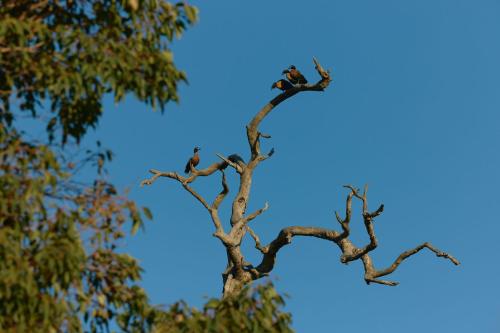 a group of birds perched on a tree branch at Willow Wood Glamping Retreat in Broadwater