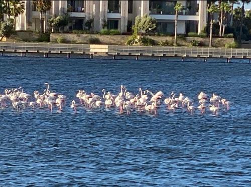a flock of pink flamingos standing in the water at Luxueux appartement Ritz Carlton Marina Smir in Sania Torres