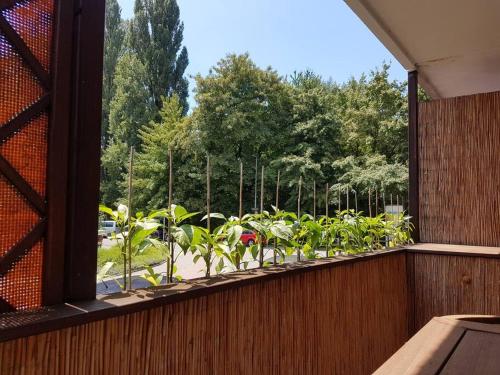 a window with a bunch of plants on a balcony at #1 Ferienwohnung Hochparterre in Friedrichshafen