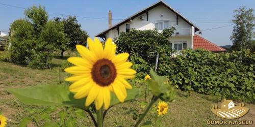 Un jardín fuera de Odmor na selu Babajić