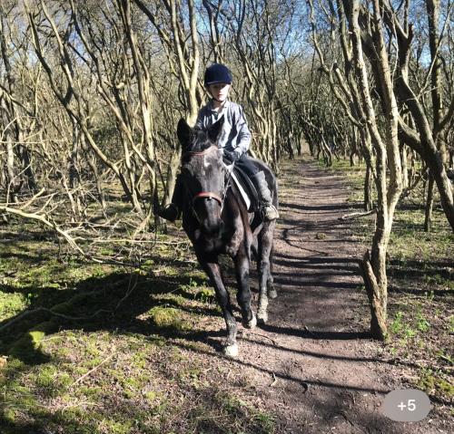 a young child riding a horse on a trail at Nags Rest in Caterham