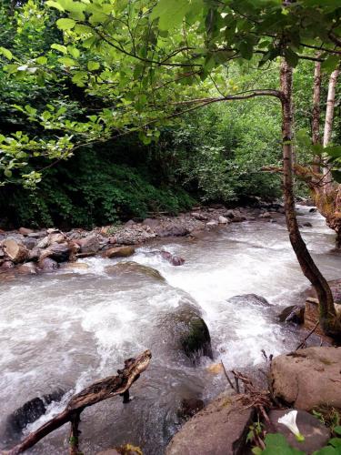 a stream of water with a branch in the middle at Happy days house in Shuakhevi