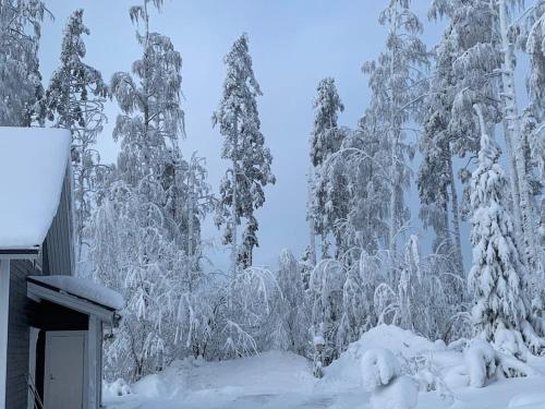 a group of trees covered in snow next to a house at VILLA RIIHITONTTU MUURAME RIIHIVUORI in Muurame