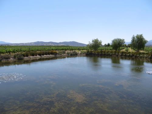 a view of a river with a bunch of vines at Ponte Vineyard Inn in Temecula