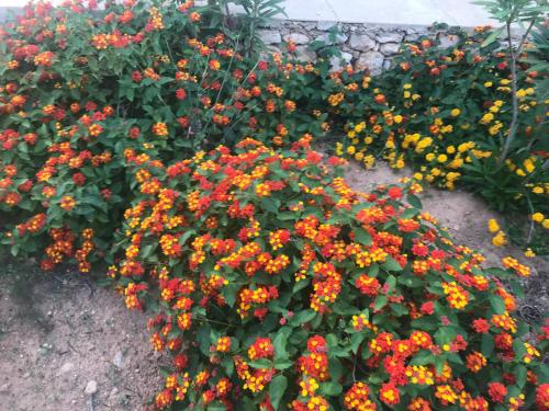 Gallery image of Dammuso Villa in Lampedusa