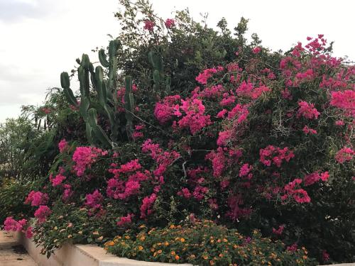 Gallery image of Dammuso Villa in Lampedusa