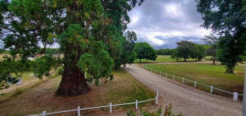 a tree on a dirt road next to a fence at Le Sequoia in Velles