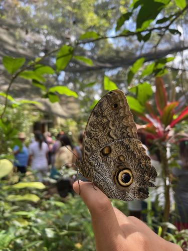a person holding a butterfly on a persons hand at Summit Rainforest Golf Resort & All Inclusive in Paraíso