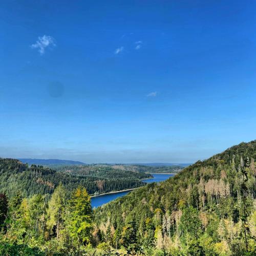 a view of a lake in the middle of a forest at Harzpur Lodge - Pure Entspannung in purer Natur in Hahnenklee-Bockswiese