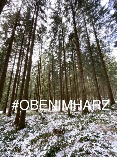 a forest of tall trees with the words hbenimha at Harzpur Lodge - Pure Entspannung in purer Natur in Hahnenklee-Bockswiese