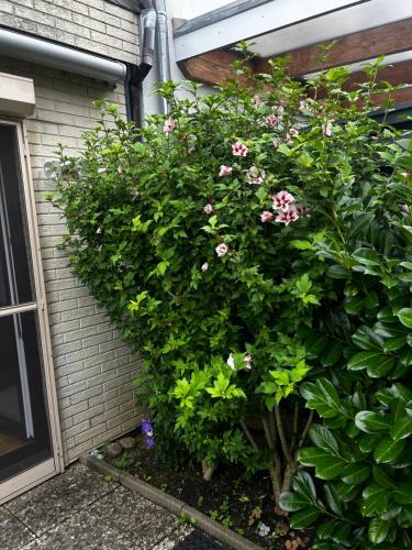 a bush with pink flowers on the side of a house at Nord Haus in Kiel