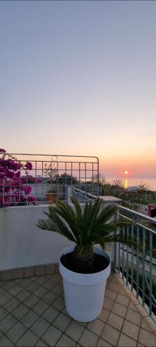 a potted plant sitting on a balcony with the sunset at MAGIK hill in Pizzo