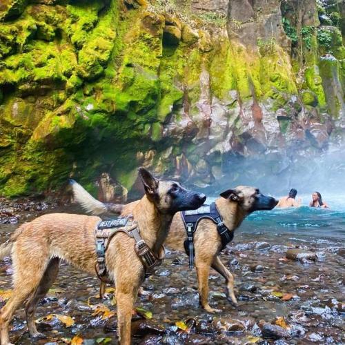 two dogs standing in the water near a waterfall at Cabañas Don Ramiro in Colonia Dos Ríos
