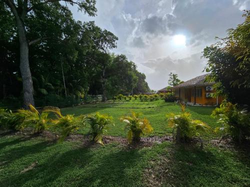 a yard with plants in front of a house at o'Filao in Grand-Bourg