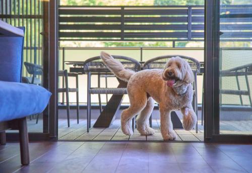 a brown dog standing in front of a door at ルクス箱根湯本 LUX HAKONE YUMOTO in Hakone