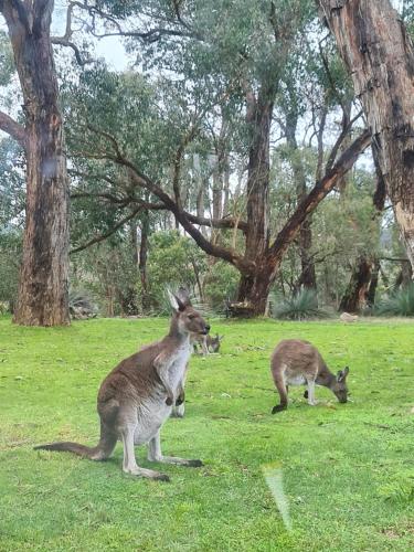 two kangaroos standing in a field of grass at La cachette bushland hideaway in Ironbank