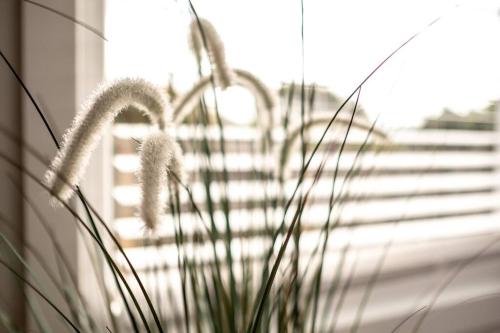 a plant in front of a window in a room at Elusive Penguin in Bicheno