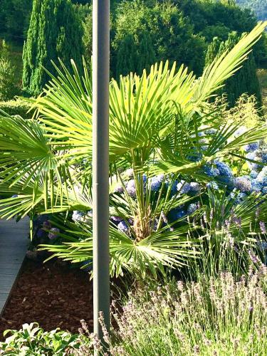 a palm tree in a garden next to a pole at Les magnolias en Alsace - meublé de tourisme 3 étoiles in Barembach