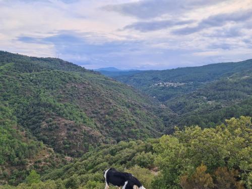 a black and white cow standing on top of a mountain at Camping à la ferme in Saint-Germain-de-Calberte