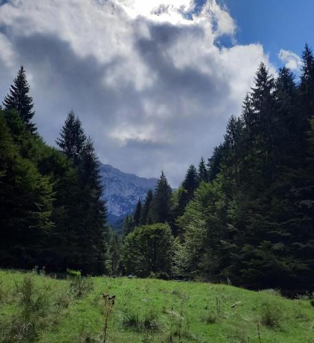 un campo verde con árboles y montañas al fondo en Apartament 804- Etaj 8 in incinta Alpin Resort - gazda privata en Braşov