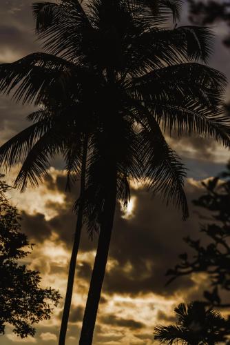a palm tree in front of a cloudy sky at Rhythm Kumarakom in Kumarakom