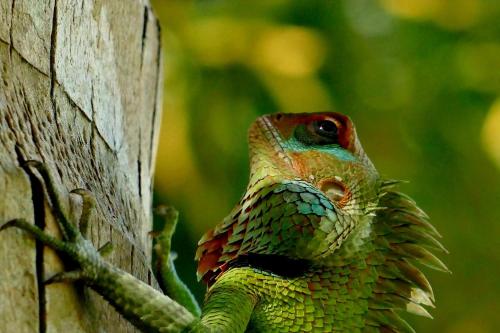 a lizard is peeking out from behind a tree at Singharaja Garden AGRO ECO Lodge in Pelawatta