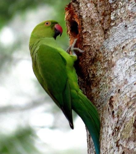 a green bird standing on the side of a tree at Singharaja Garden AGRO ECO Lodge in Pelawatta