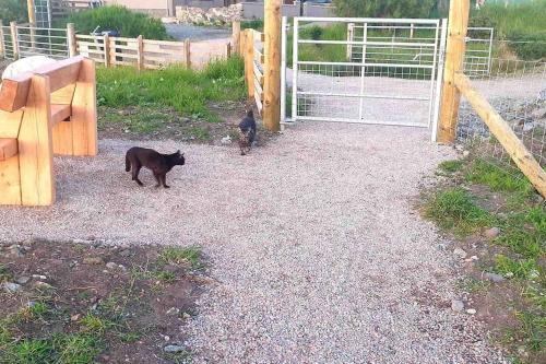 a black cat standing next to a fence at Isla’s Cottage in Stornoway