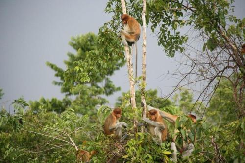 Fotografie z fotogalerie ubytování Orangutan Kelotok Houseboat for 6 person v destinaci Pangkalan Bun