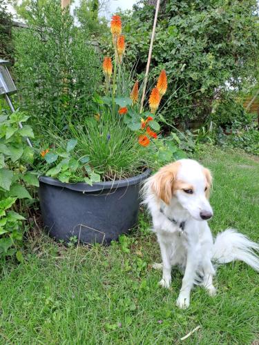 a dog sitting in the grass next to a flower pot at Ferienwohnung Gitta in Helmstorf