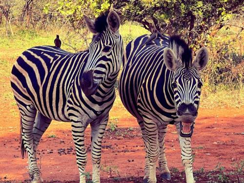 Animales en el apartamento o alrededores