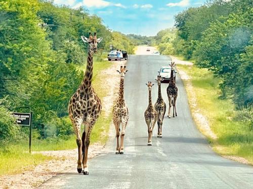 Animales en el apartamento o alrededores