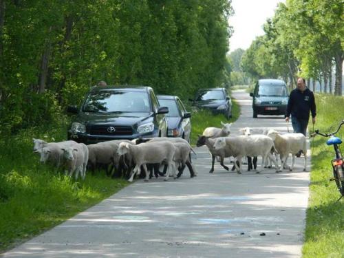un branco di pecore che cammina lungo una strada con le auto di Logie CountryHeart zonder ontbijt a Sint-Laureins