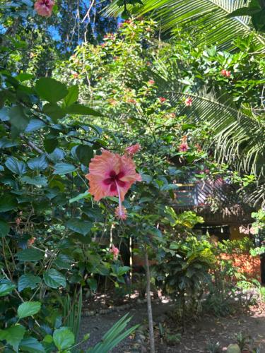 a red flower on a bush in a garden at Orgánico Punta Riel in Cahuita