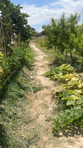 a dirt road in a garden with plants at Agafay, La Ferme Nomade Bivouac in El Karia