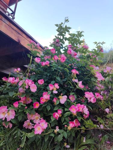 a bush of pink flowers on the side of a building at Chambre d'hôtes Chalet AILLEURS in Molines-en-Queyras