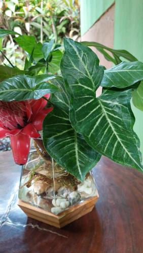 a plant in a glass vase on a table at Casa el Tortugo in Drake